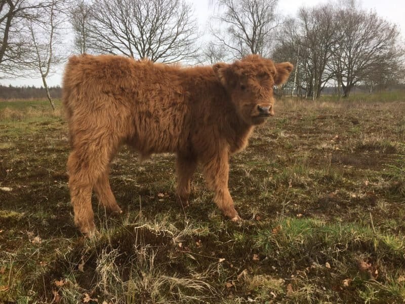 Schotse Hooglander