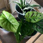 6 Voordelen van Groene Planten in Huis